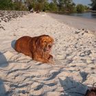 Herr Flocke am Strand