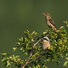 Herr & Frau Neuntöter