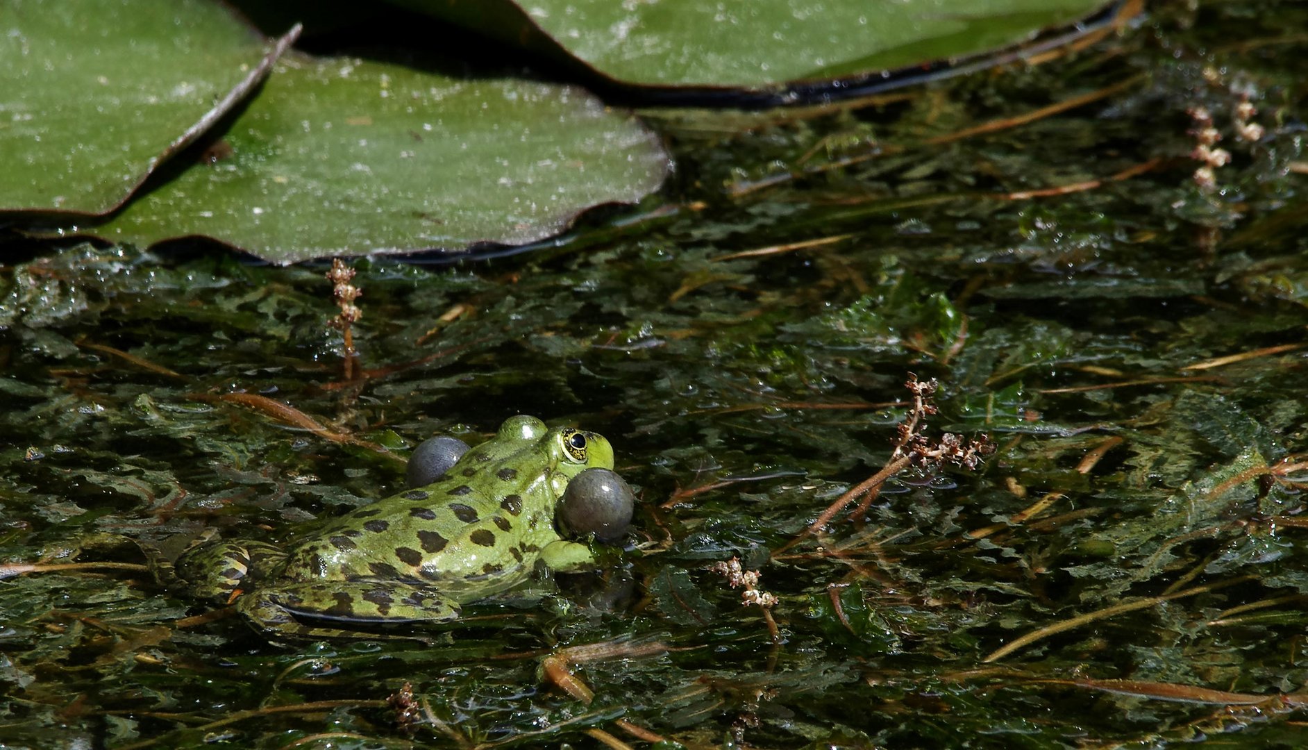 Herr Frosch in heller Aufregung...