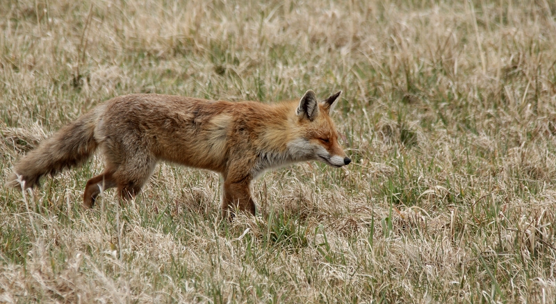 Herr Fuchs