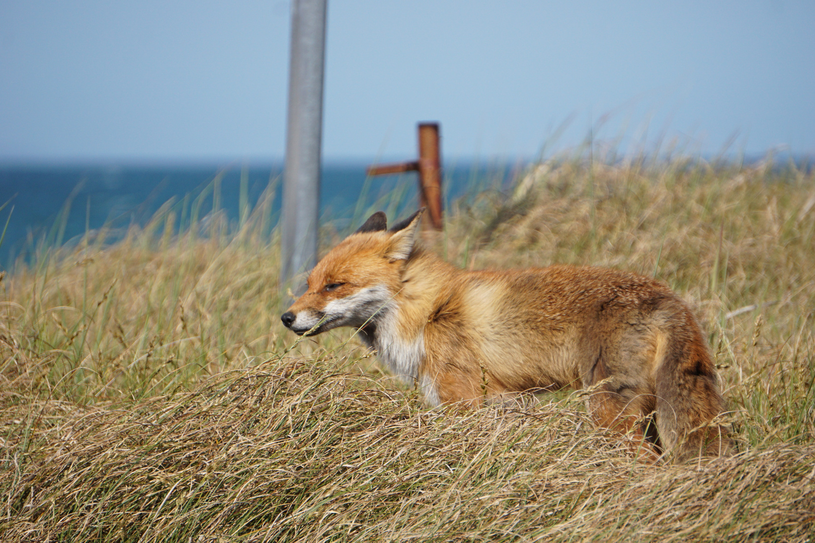 Herr Fuchs am Strand_1