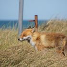 Herr Fuchs am Strand_1