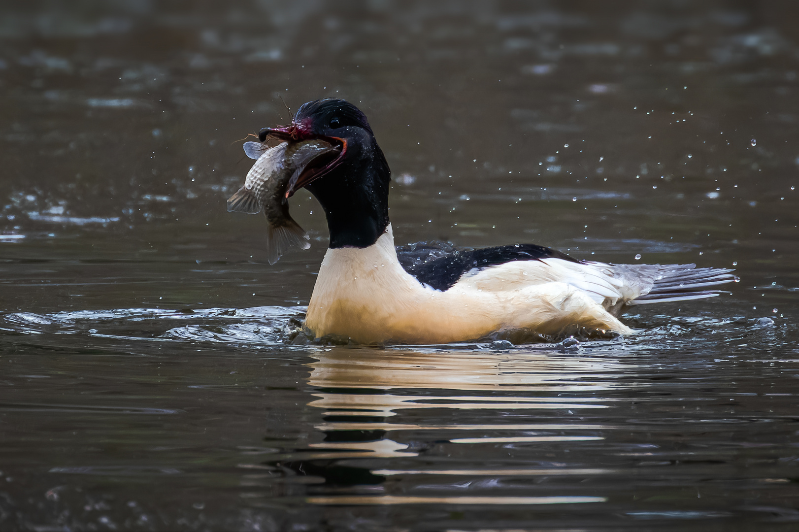 Herr Gänsesäger mit fetter Beute