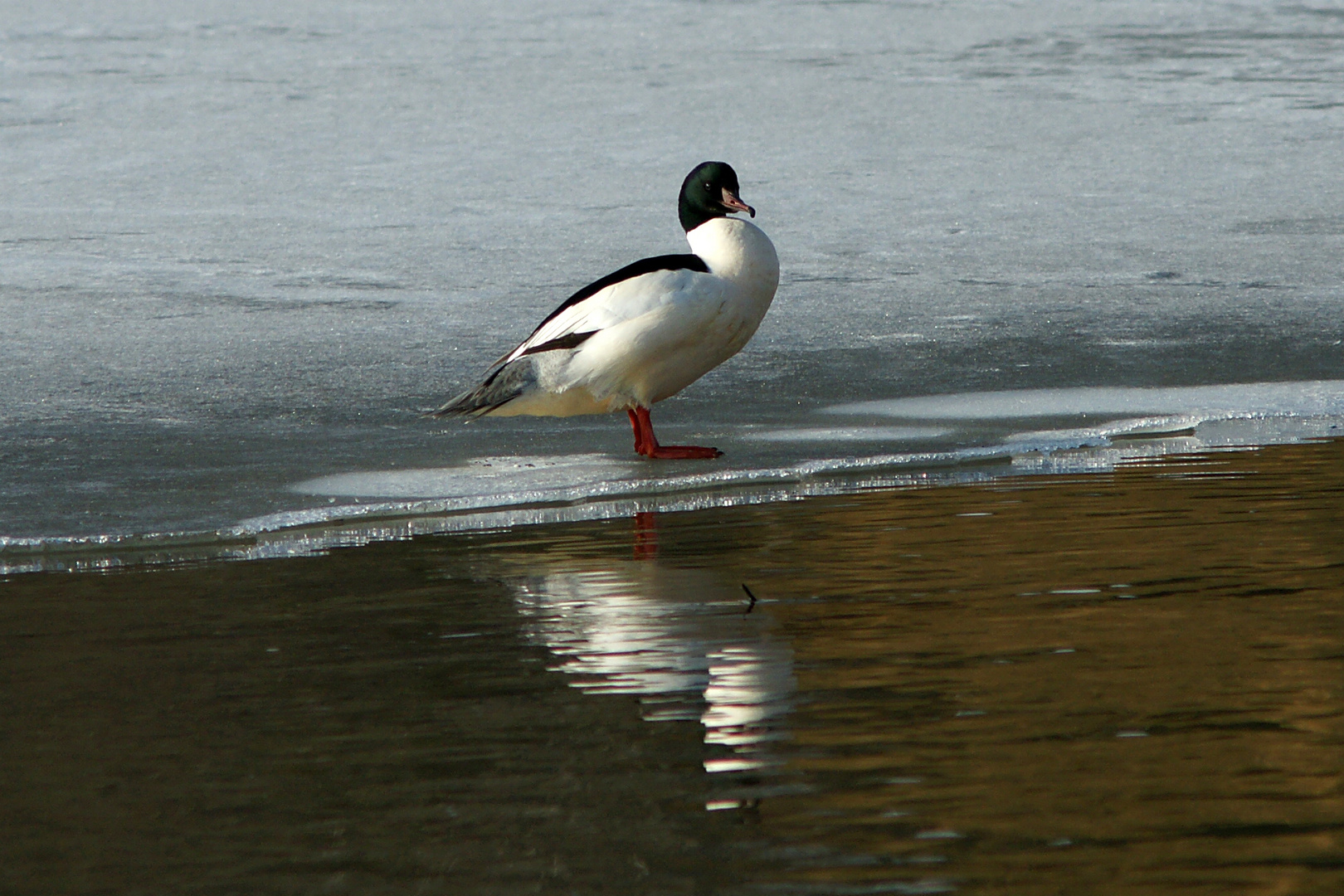 Herr Gänseseger