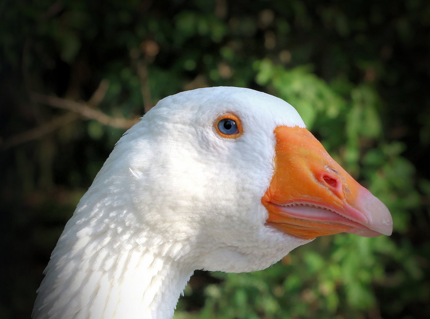 herr gans, ich bin so verliebt in deine blauen augen