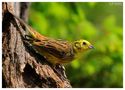 -  Herr Goldammer - ( Emberiza citrinella ) von Wolfgang Zerbst - Naturfoto