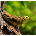 -  Herr Goldammer - ( Emberiza citrinella )