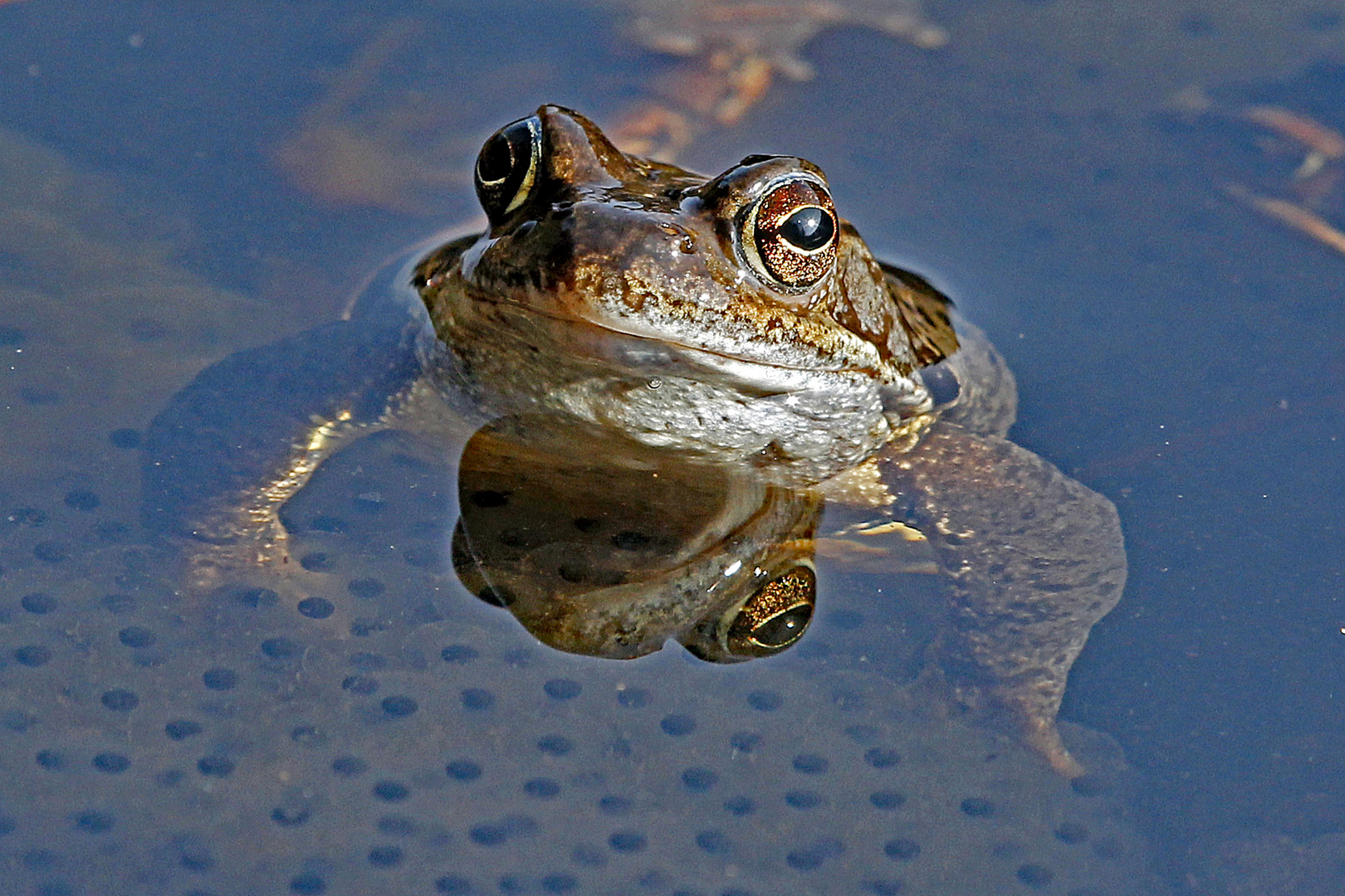 Herr Grasfrosch im Doppel