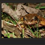 Herr Grasfrosch "Rana temporaria"