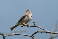 Herr Grauammer singt