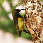 Herr Grünrücken Nektarvogel