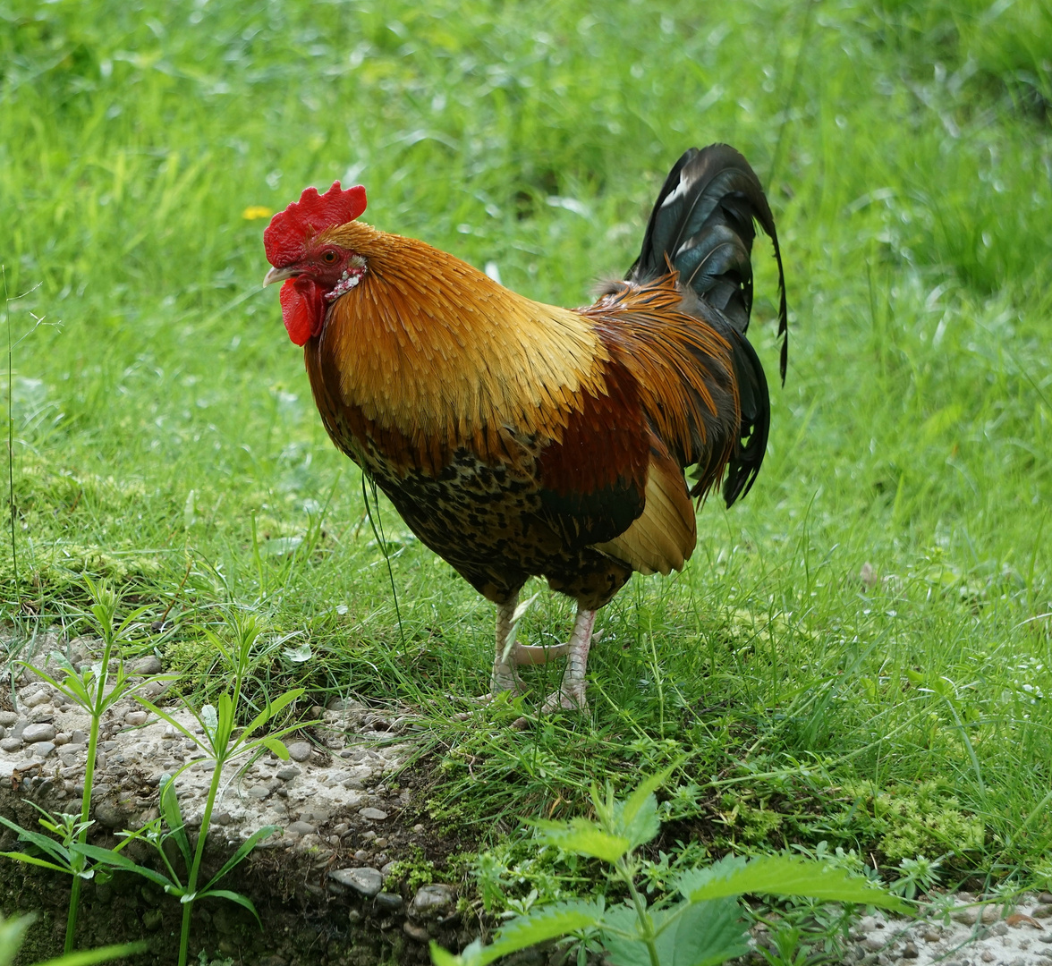 Herr Hahn - Der Mann von Frau Huhn