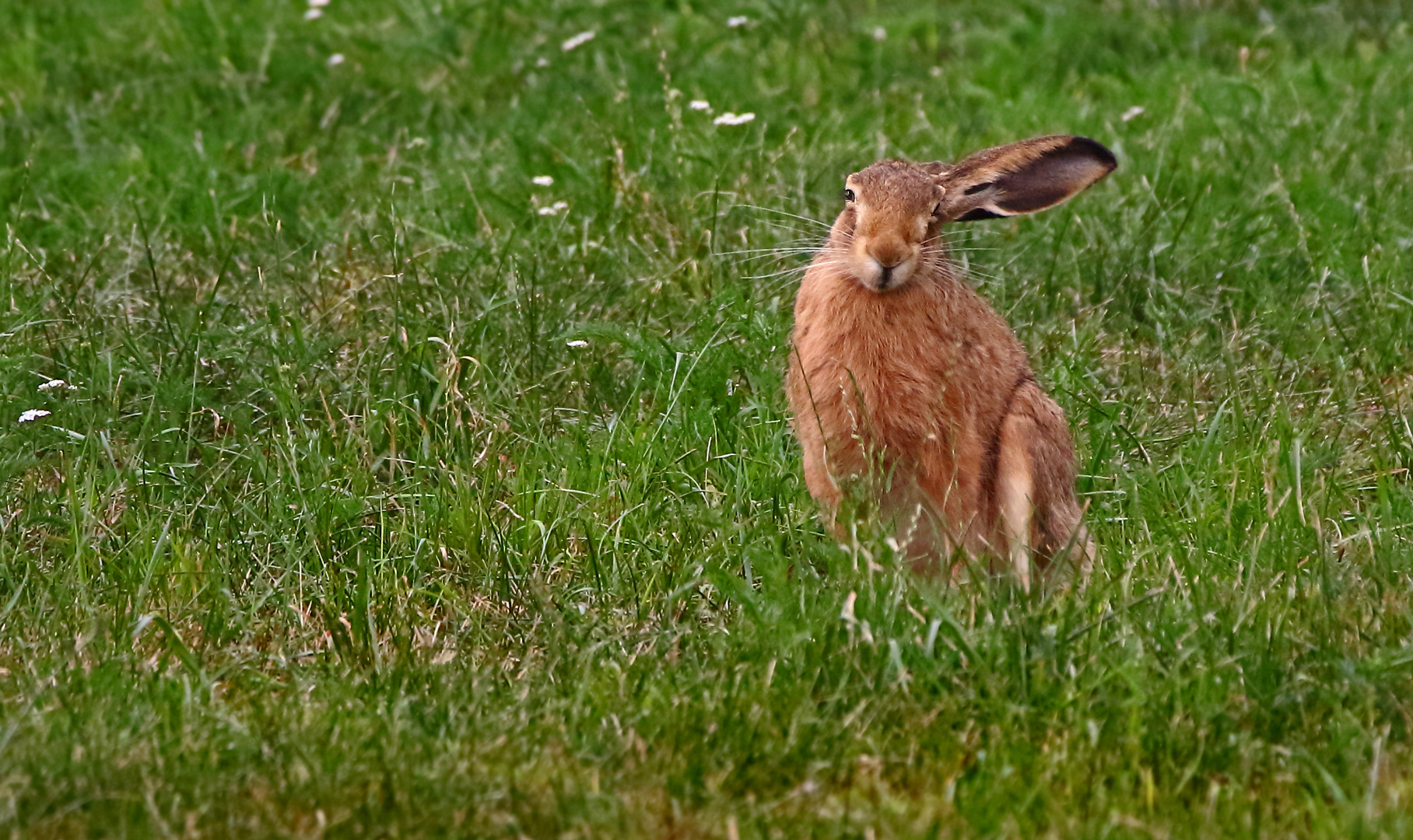 "Herr Hase, wo geht's denn lang ....."