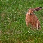 "Herr Hase, wo geht's denn lang ....."