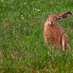 "Herr Hase, wo geht's denn lang ....."