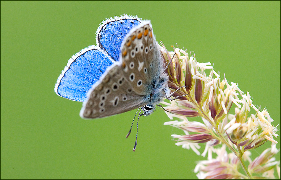 Herr Himmelblau