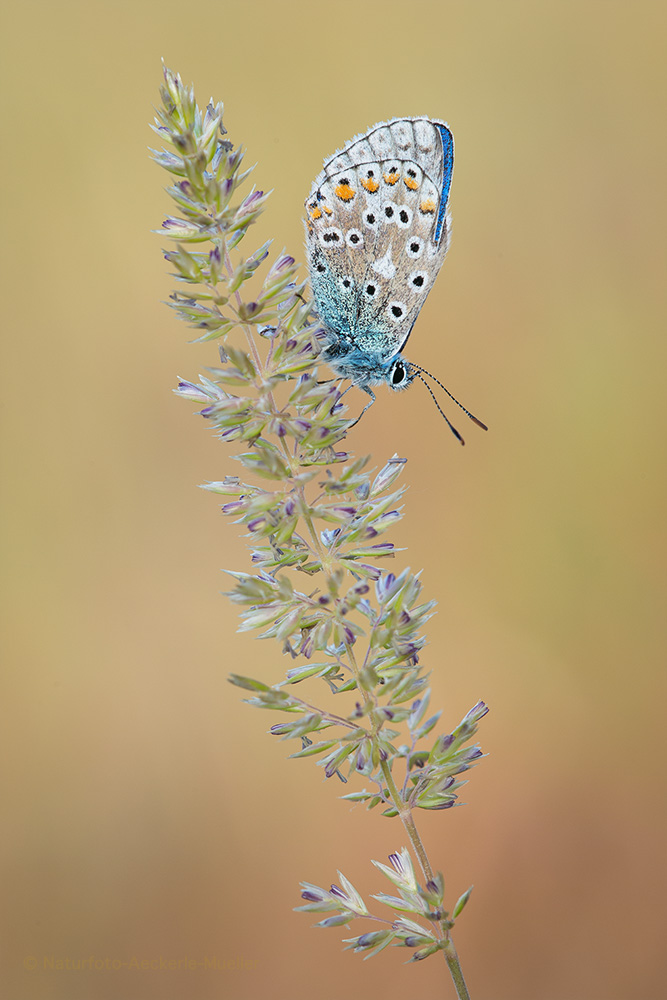 Herr Himmelblau