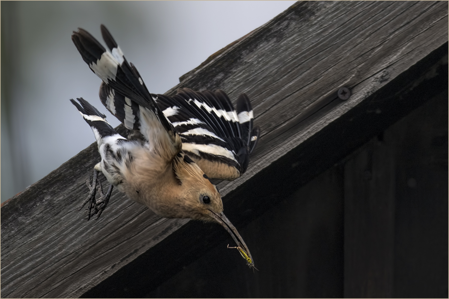 Herr Hopf im Anflug