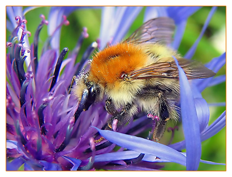 Herr Hummel bei der Arbeit