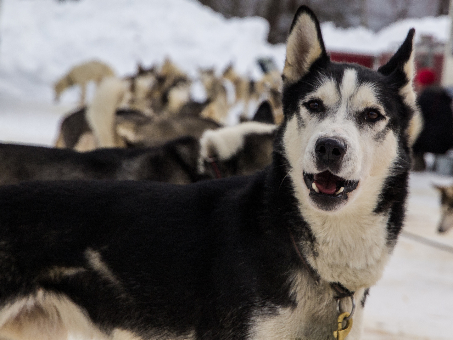 Herr Husky