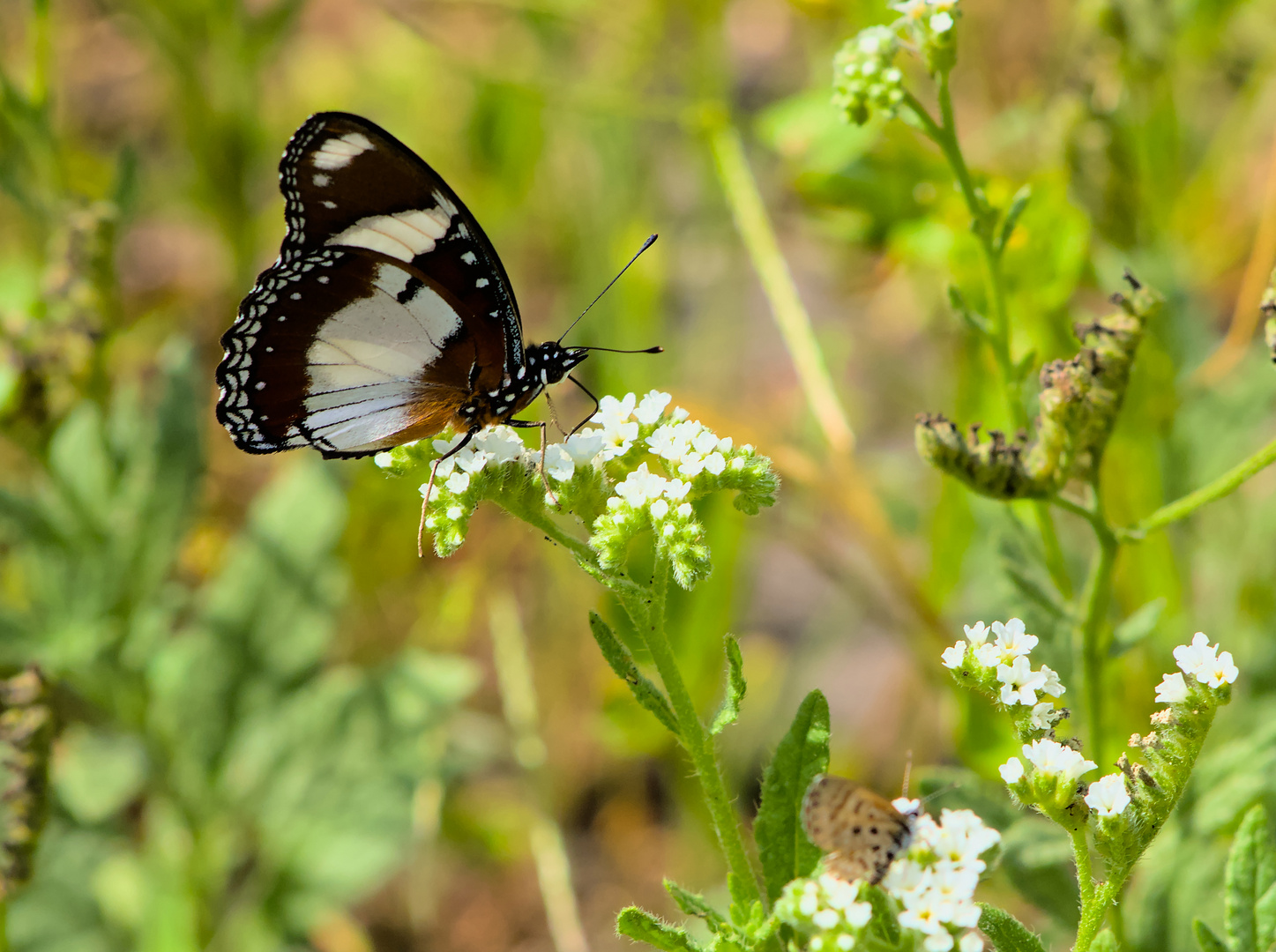 Herr Hypolimnas misippus