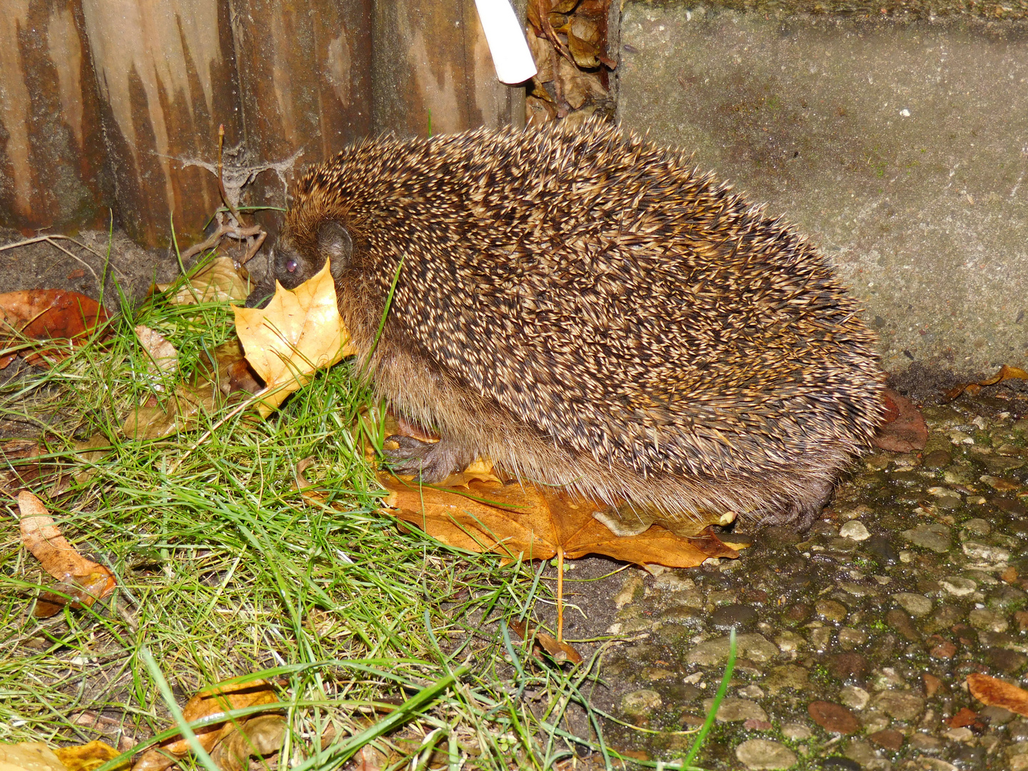 Herr Igel