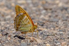 Herr Kaiser.. (Argynnis paphia)