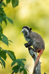 Herr Kaiser mit Bart