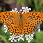 Herr Kaisermantel (Argynnis paphia)