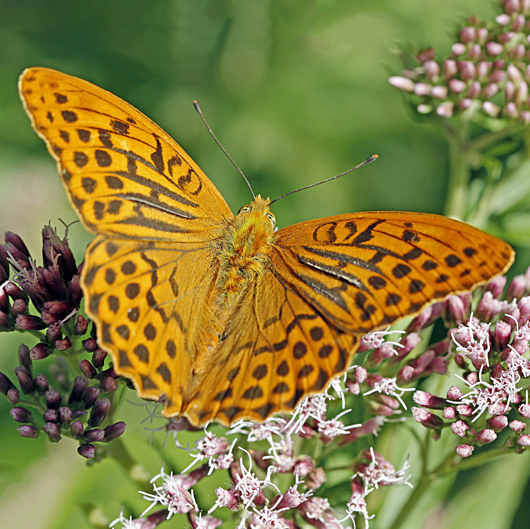 Herr Kaisermantel (Argynnis paphia)