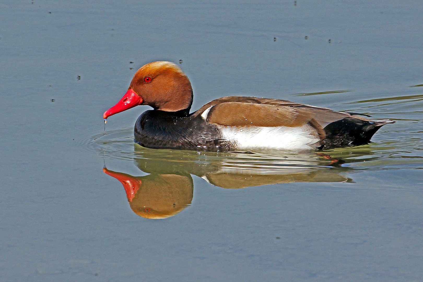 Herr Kolbenente (Netta rufina)