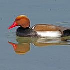 Herr Kolbenente (Netta rufina)