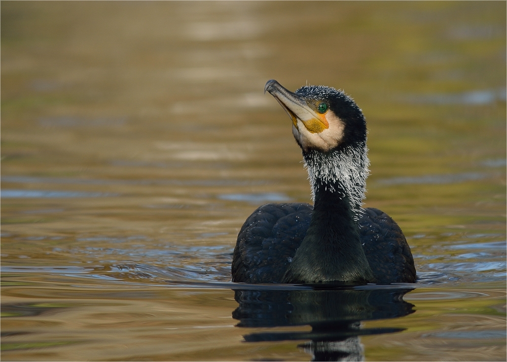 Herr Kormoran