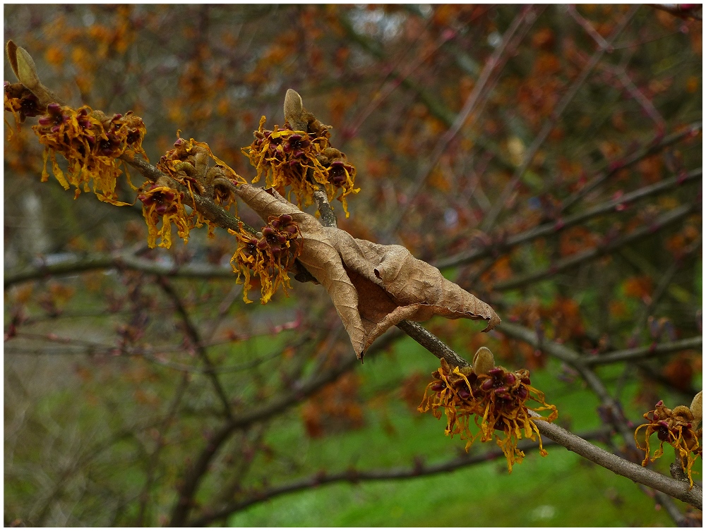 Herr Krok im Frühling