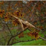 Herr Krok im Frühling