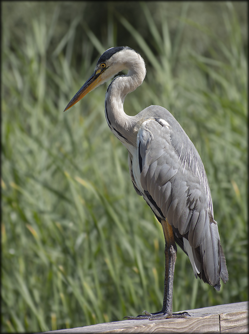 Herr Langbein Foto & Bild berlin, natur, tiere Bilder auf