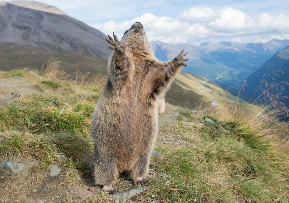 Herr, lass ein bisschen Hirn regnen...... Foto & Bild tiere, natur, wildlife Bilder auf