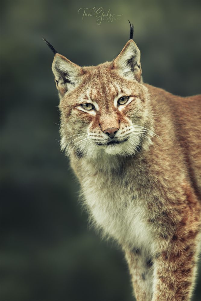 Herr Luchs