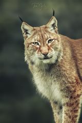 Herr Luchs