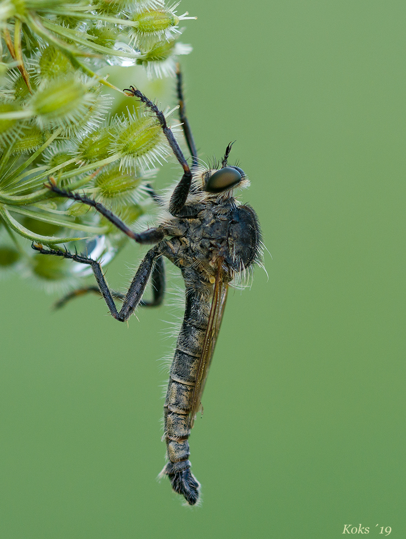 Herr Machimus rusticus