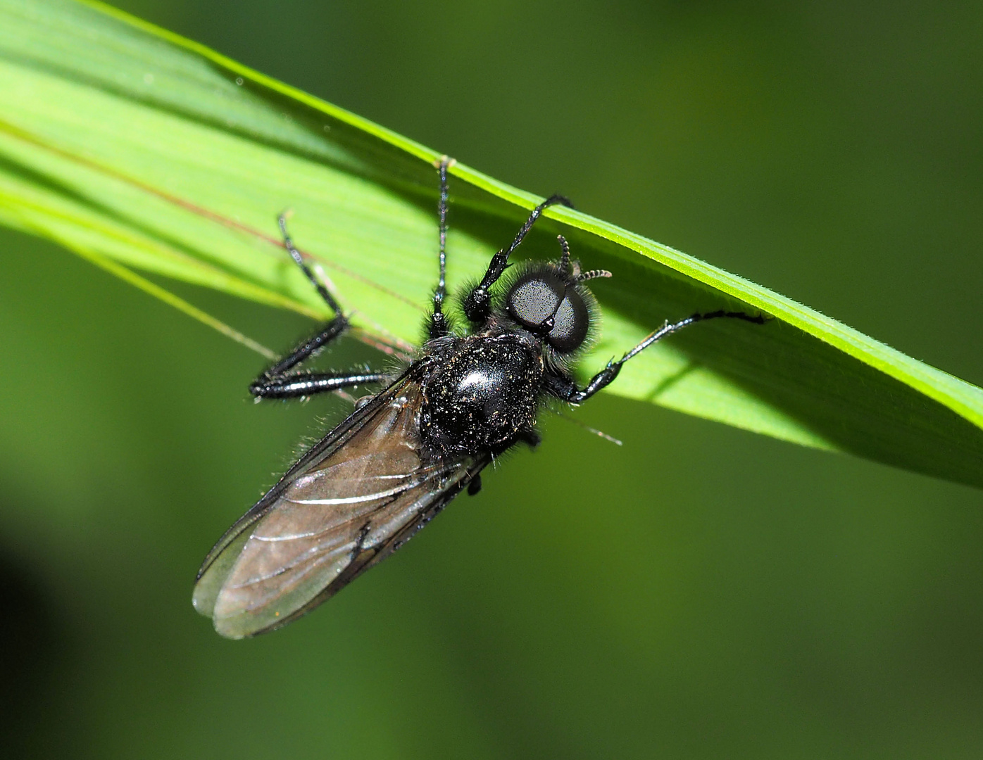 Herr Märzfliege…