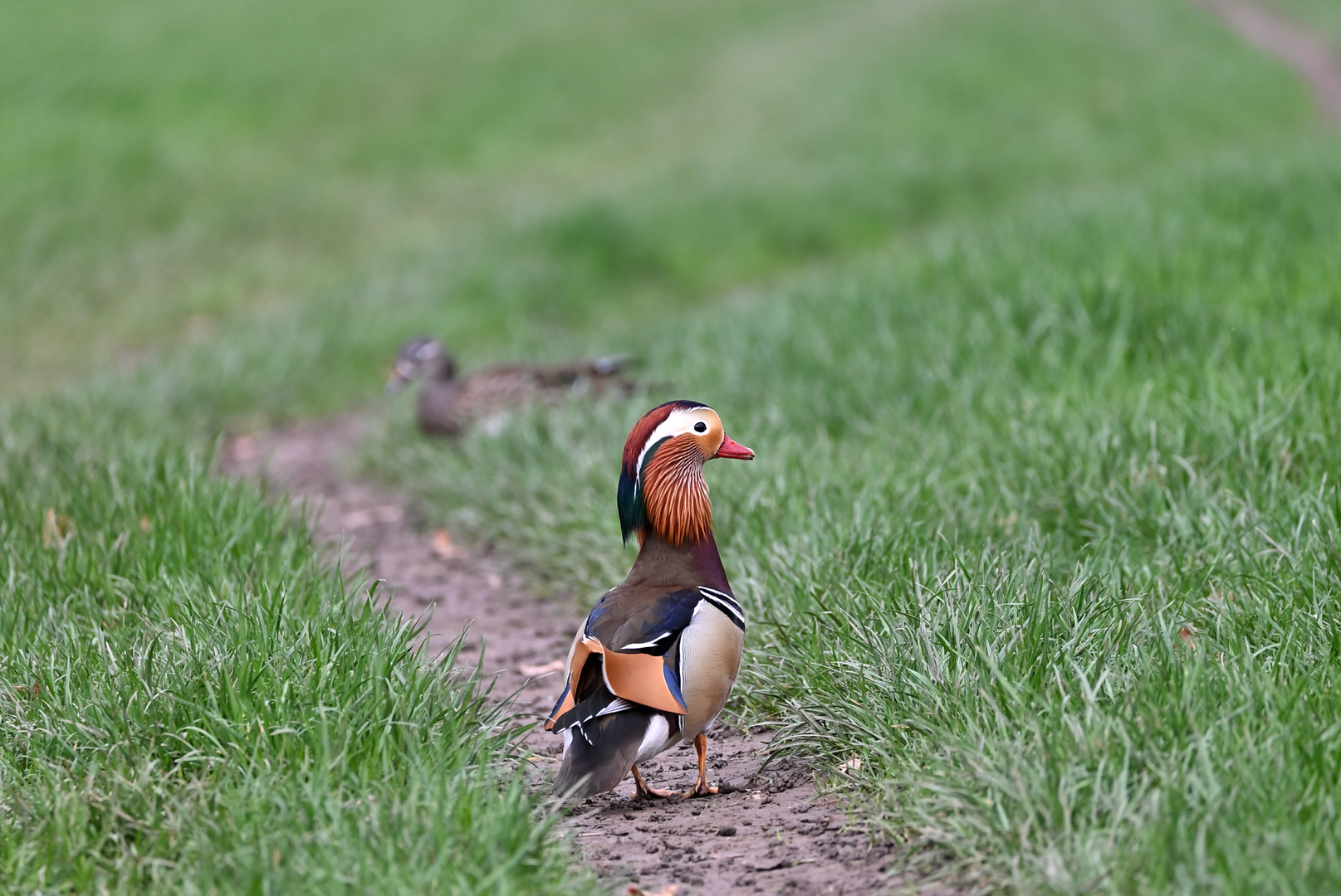 Herr Mandarin beim Morgenspaziergang 