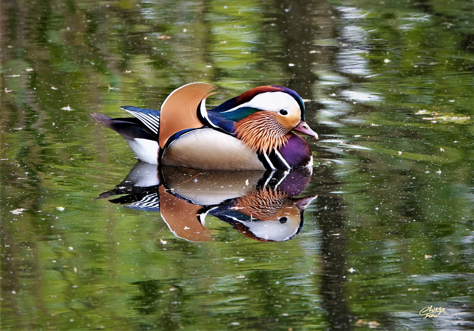 Herr Mandarin im Doppelpack