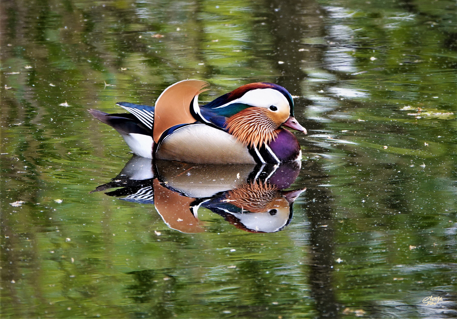 Herr Mandarin im Doppelpack