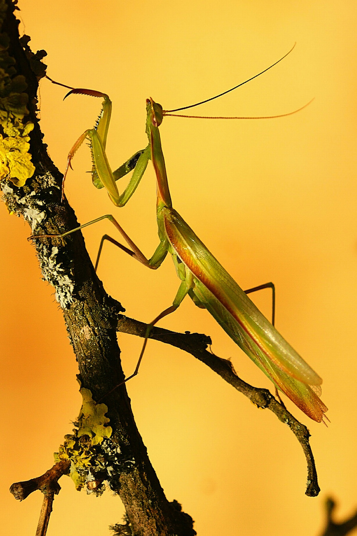 ....Herr Mantis aus der Pfalz....