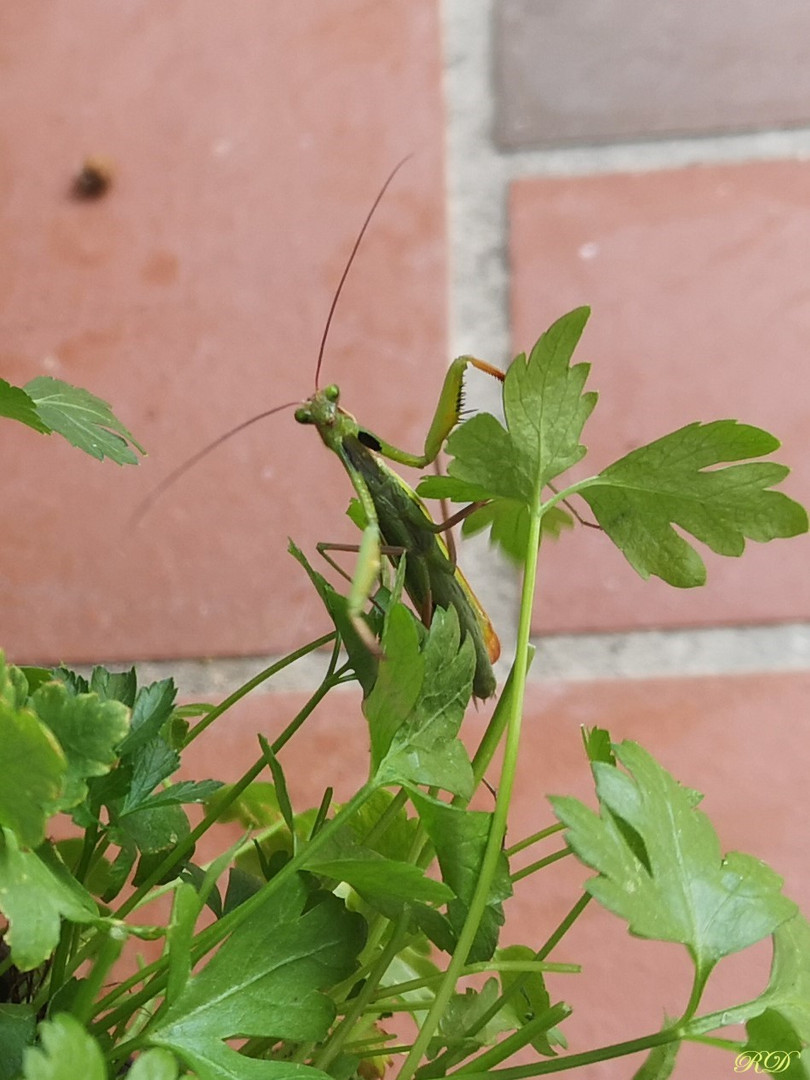 Herr Mantis...im Moment in Sicherheit