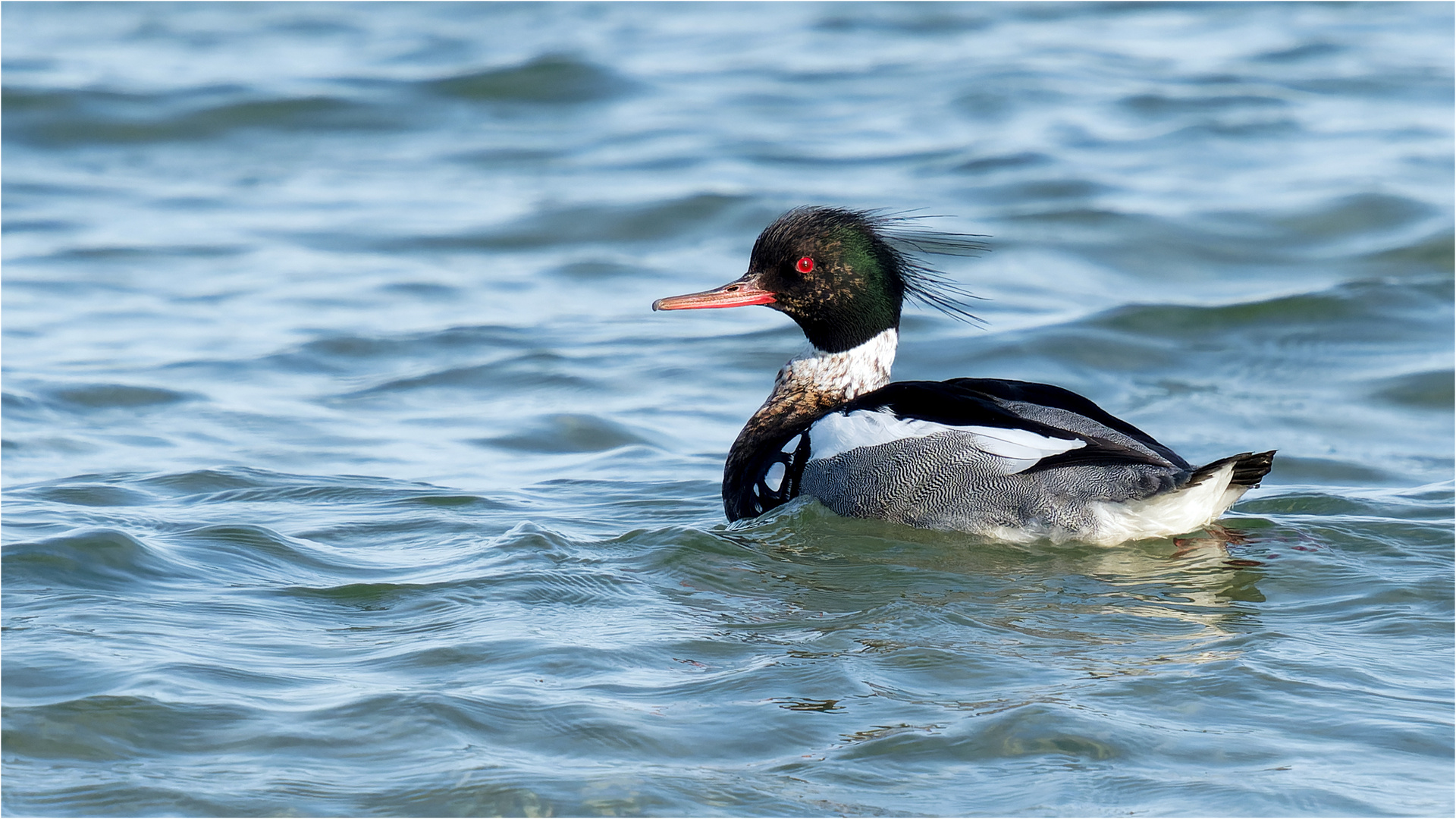 Herr Mittelsäger solo auf der Ostsee  .....