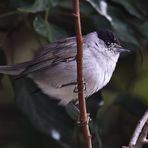 Herr Mönchsgrasmücke (Sylvia atricapilla)