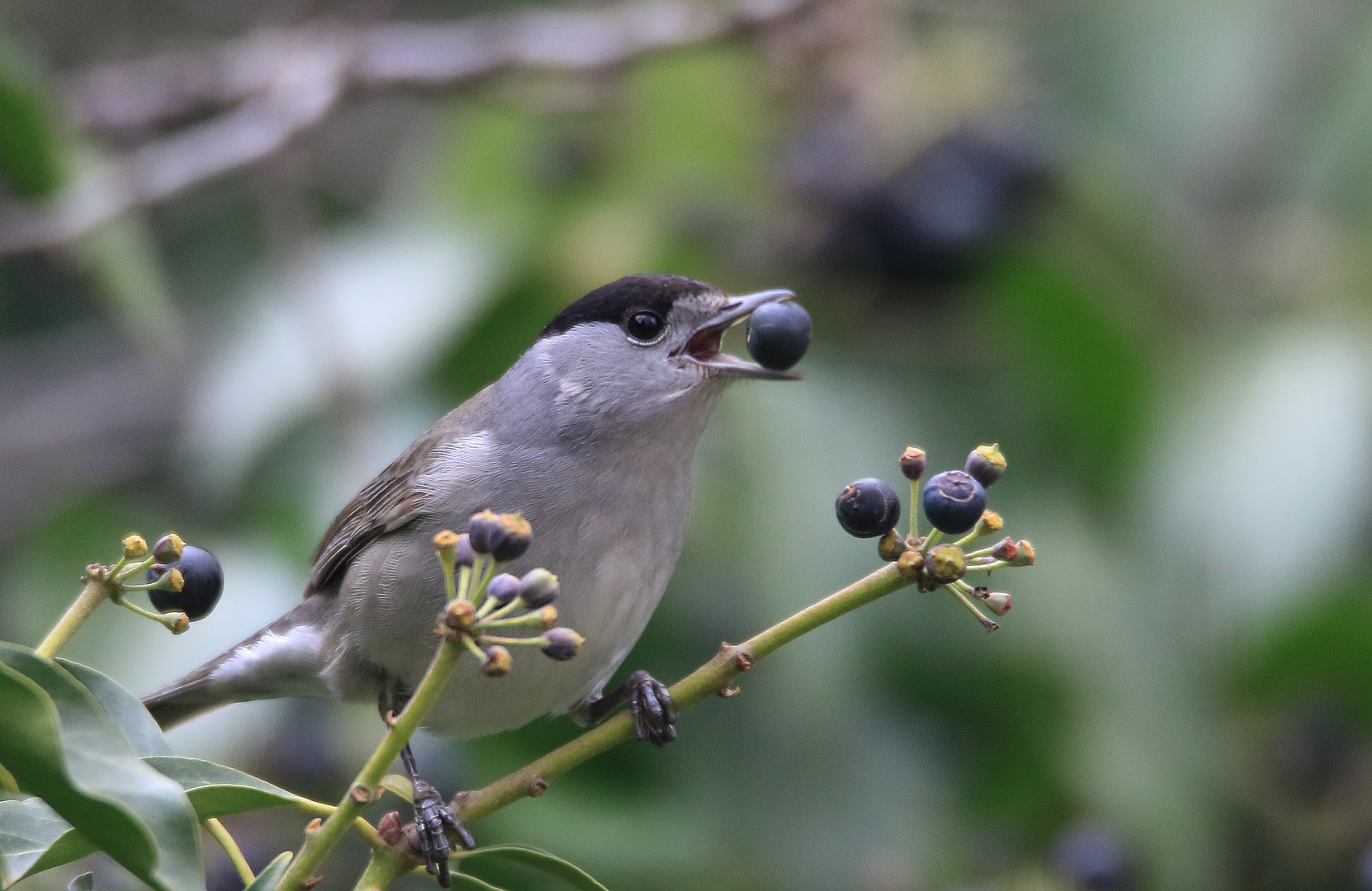 Herr Mönchsgrasmücke (Sylvia atricapilla)