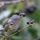 Herr Mönchsgrasmücke (Sylvia atricapilla)